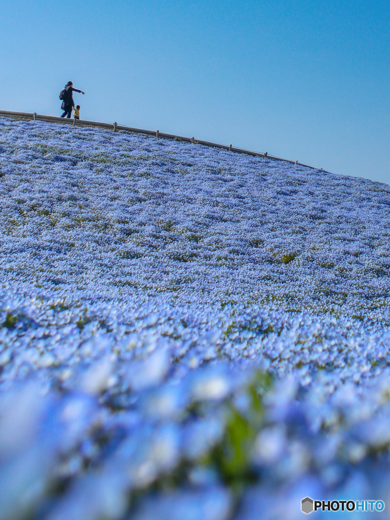 All blue
