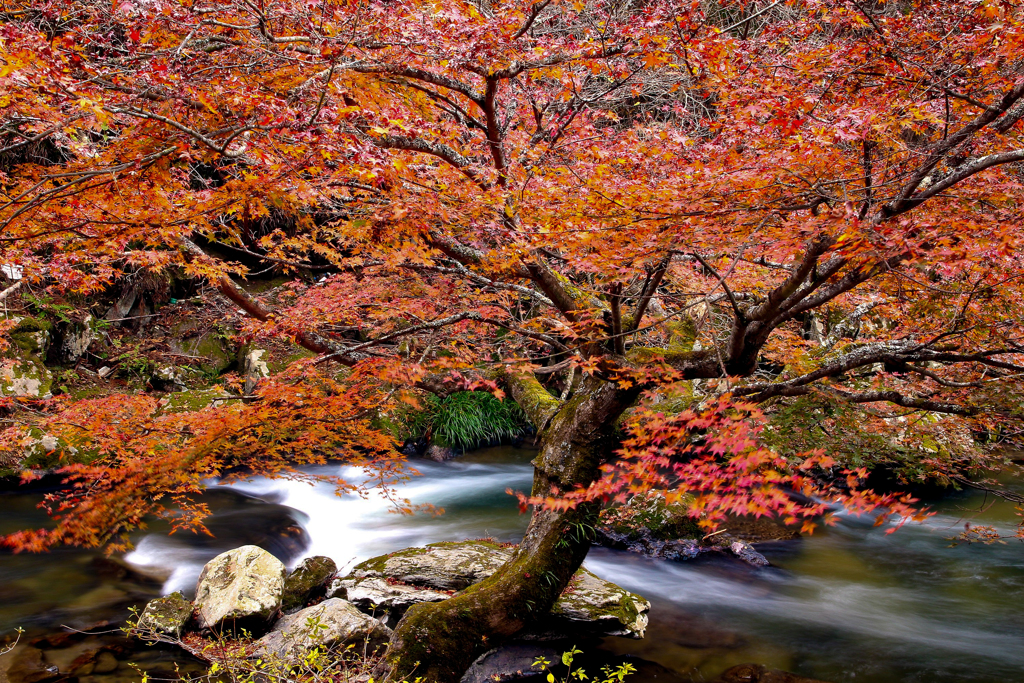 江竜田の紅葉