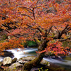 江竜田の紅葉