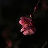 寄り添い