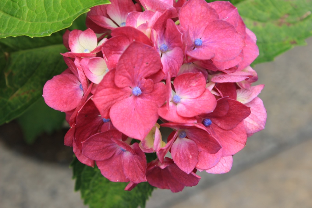 紫陽花