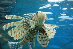 水族館の生き物