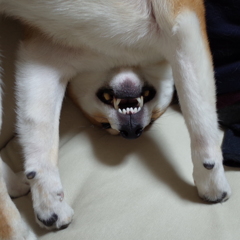 逆立ち？