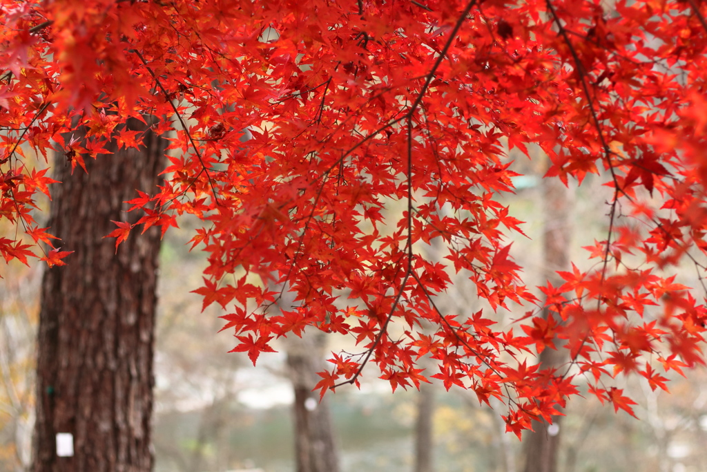 紅葉