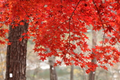 紅葉