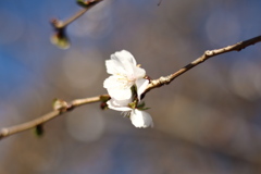 冬桜