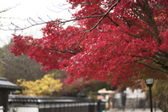 城下町の紅葉
