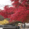 城下町の紅葉