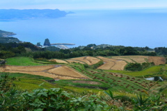 棚田