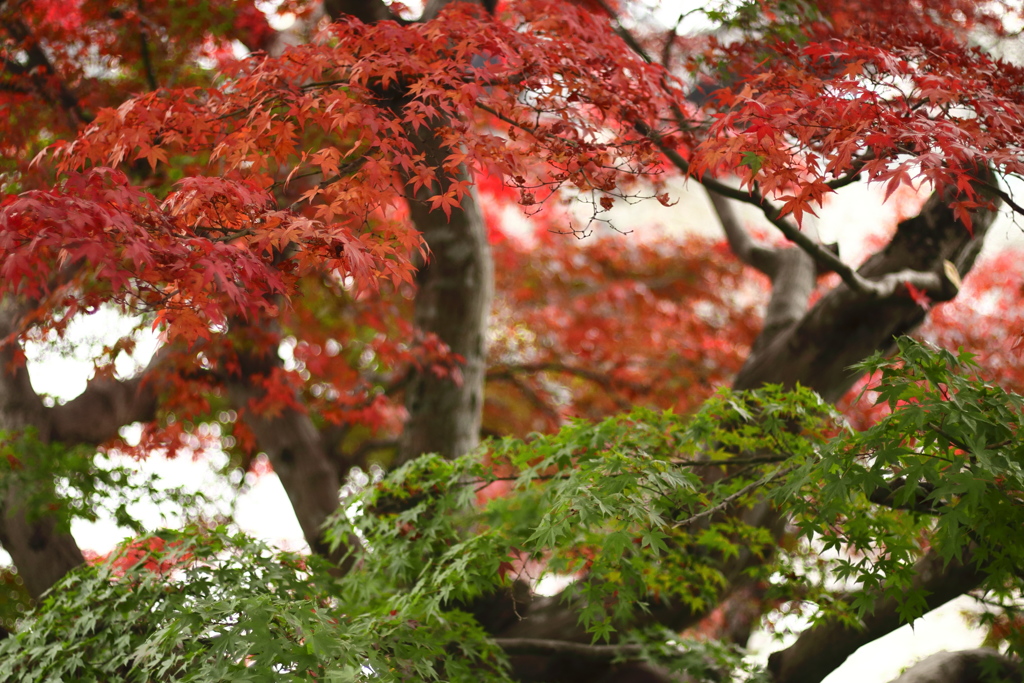 紅と翠