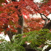 紅と翠