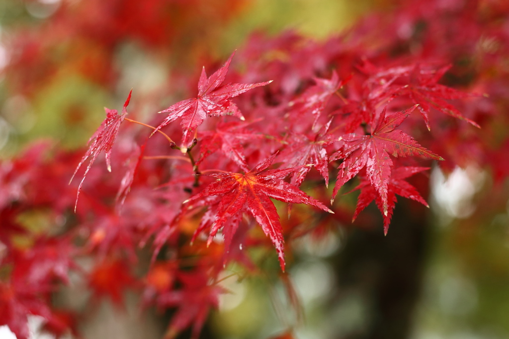 雨上がりの紅葉
