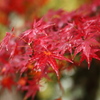 雨上がりの紅葉