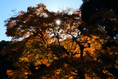 紅葉と光芒