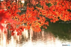 庭園の紅葉