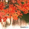 庭園の紅葉