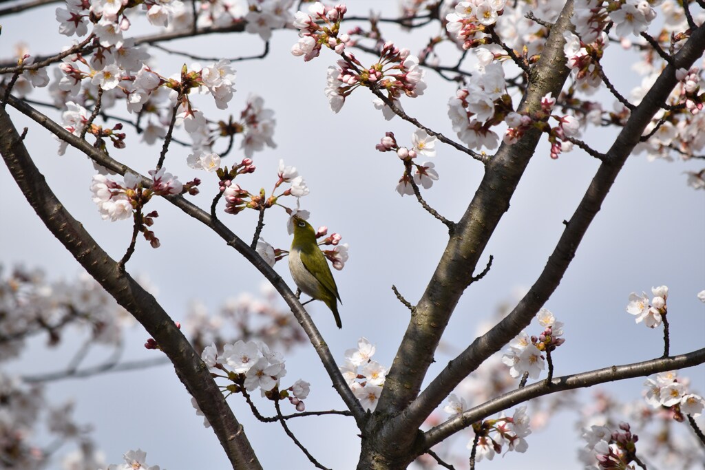 蜜の味♪