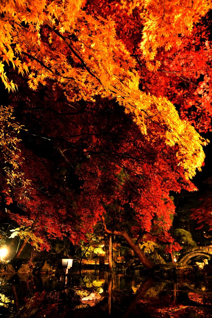 紅葉 庭園のライトアップ
