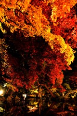 紅葉 庭園のライトアップ