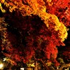 紅葉 庭園のライトアップ