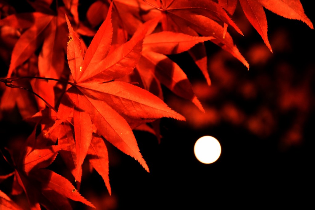 紅葉とスーパームーン