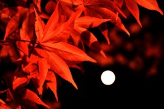 紅葉とスーパームーン