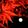 紅葉とスーパームーン