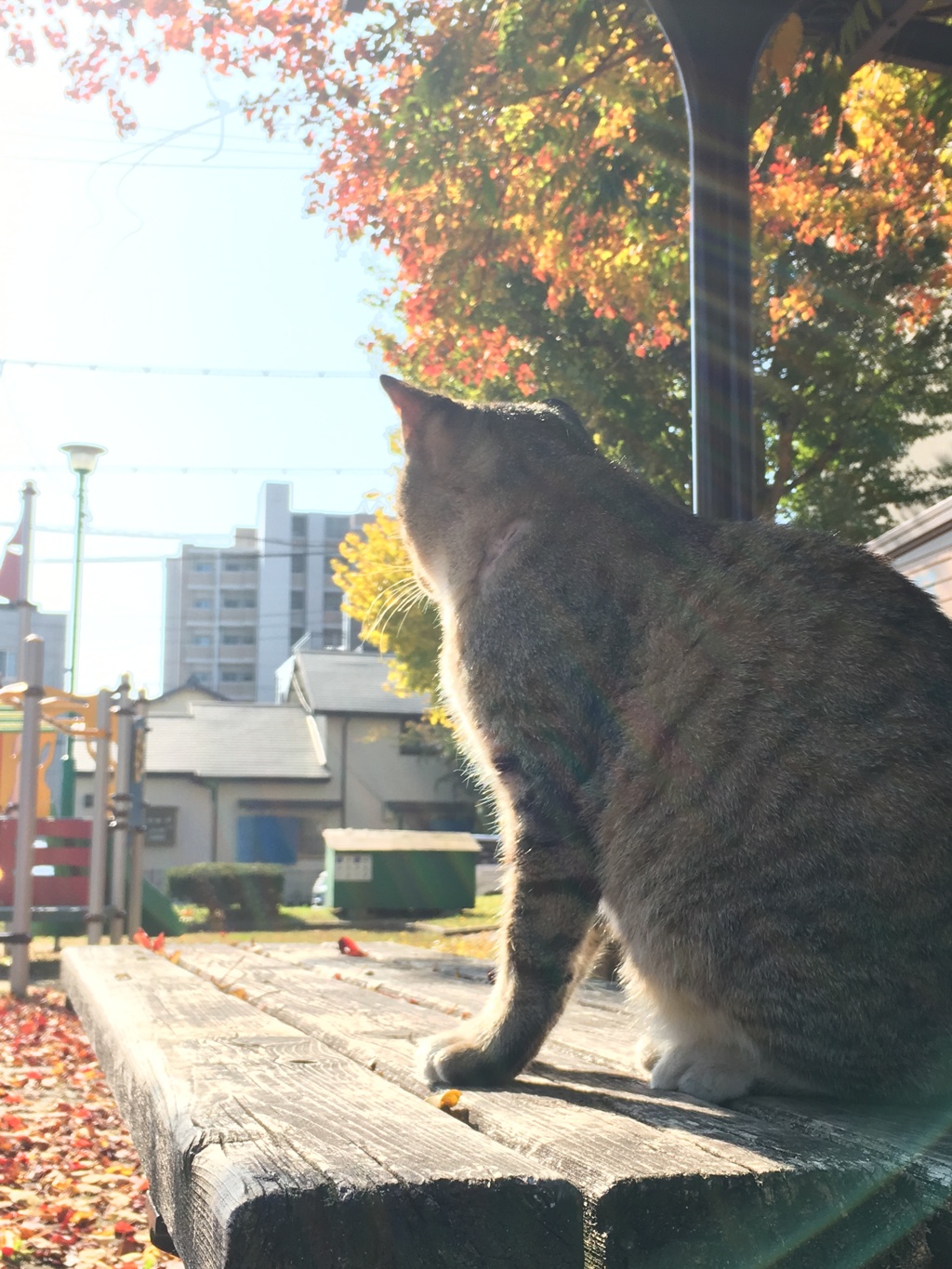 日向ぼっこ
