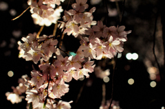 夜桜