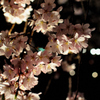 夜桜