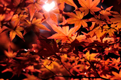 紅葉のカーテン