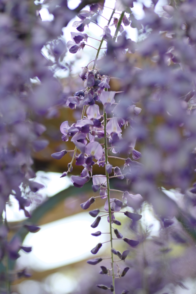 藤の花③