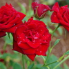 薔薇
