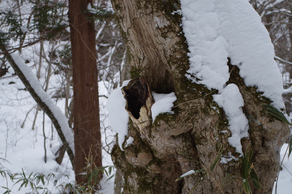 冬の奥入瀬渓流③