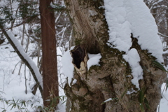 冬の奥入瀬渓流③