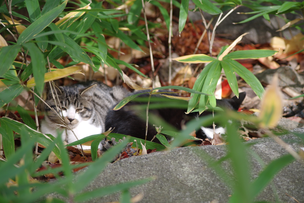 隠れ猫