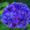 紫陽花①