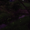 淡光
