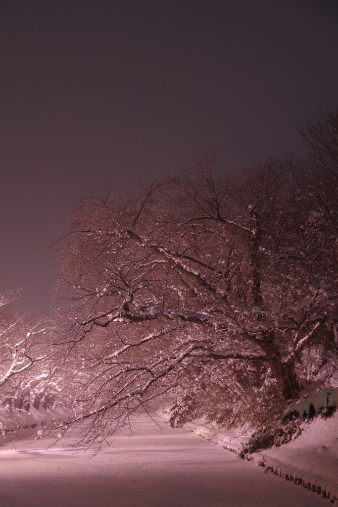 雪桜