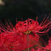 彼岸花①
