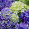 紫陽花①