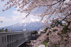 桜と岩木山