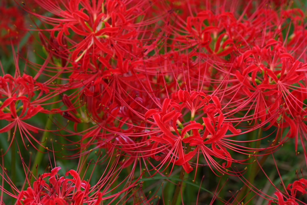 彼岸花④