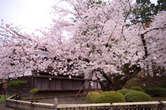 弘前桜まつり①