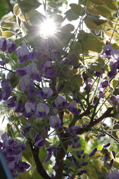 藤の花①