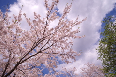桜と空と