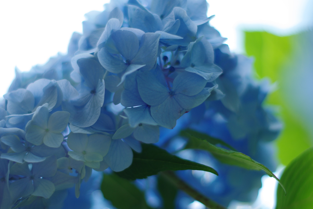 紫陽花④