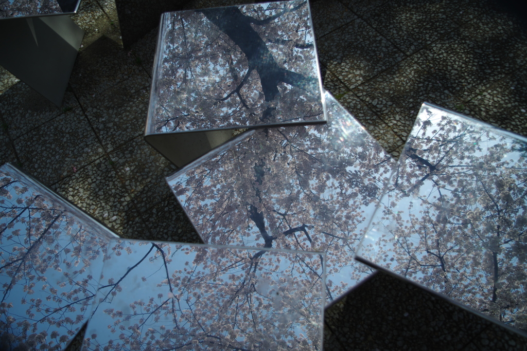 鏡桜