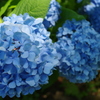 紫陽花④