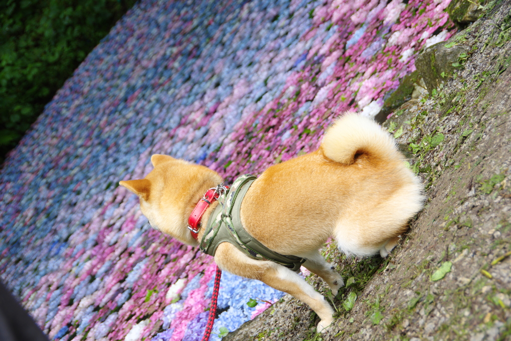 あじさいとわんこ